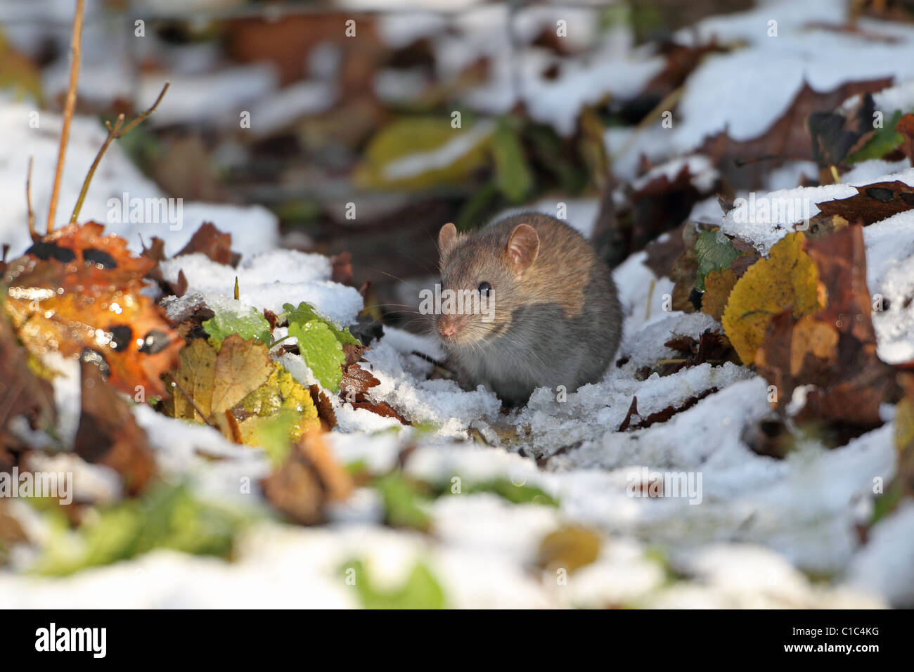Brown Common Sewer Hanover rat, Norway rat, Brown Norway Norwegian Wharf Rat (Rattus norvegicus