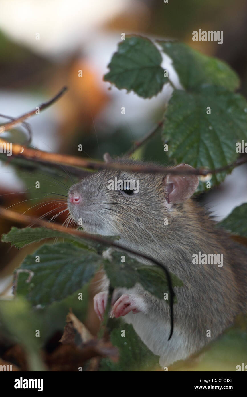 Brown Common Sewer Hanover rat, Norway rat, Brown Norway Norwegian Wharf Rat (Rattus norvegicus