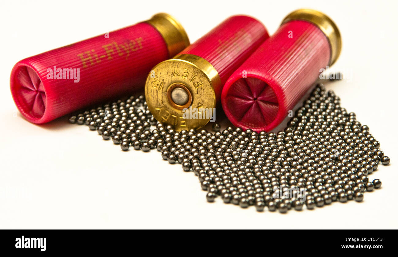 Twelve bore, or twelve gauge, shotgun cartridges showing the lead shot that is in all cartridges Stock Photo