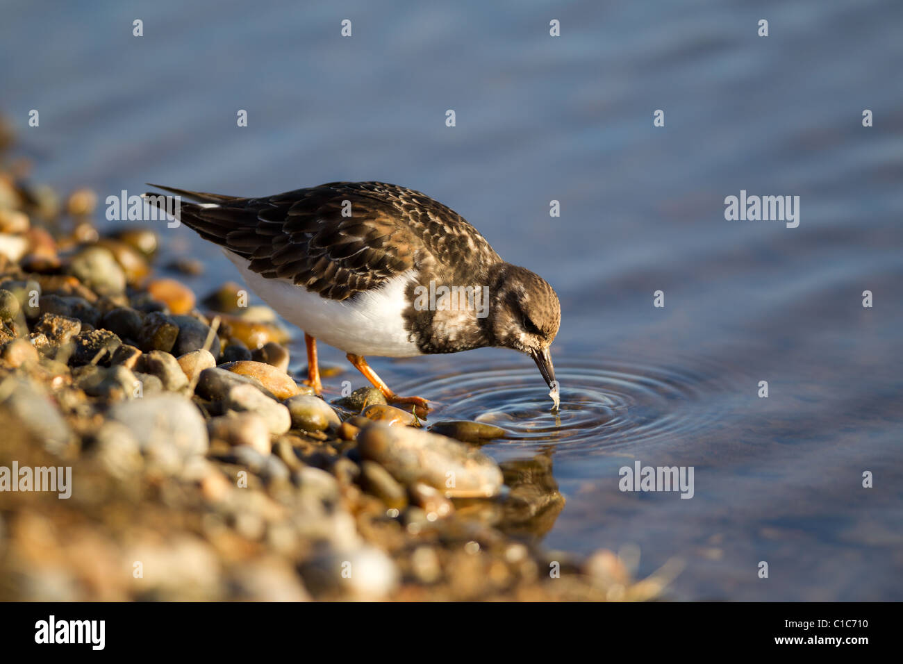 The Ruddy Turnstone (Arenaria interpres) is a small wading bird, one of two species of turnstone in the genus Arenaria. Stock Photo