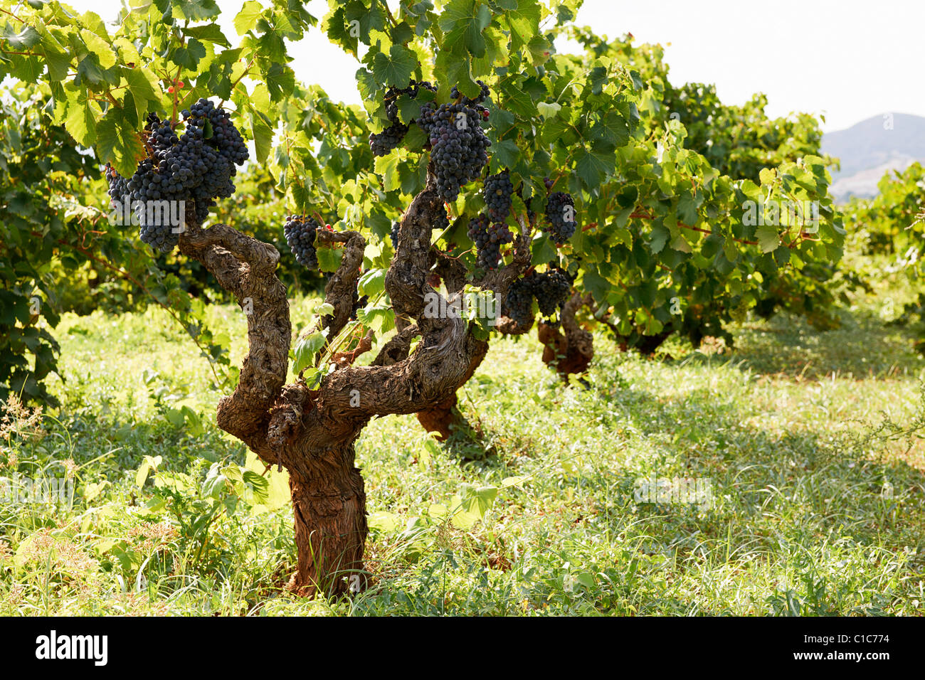 Grapes on a vine in a vineyard Stock Photo