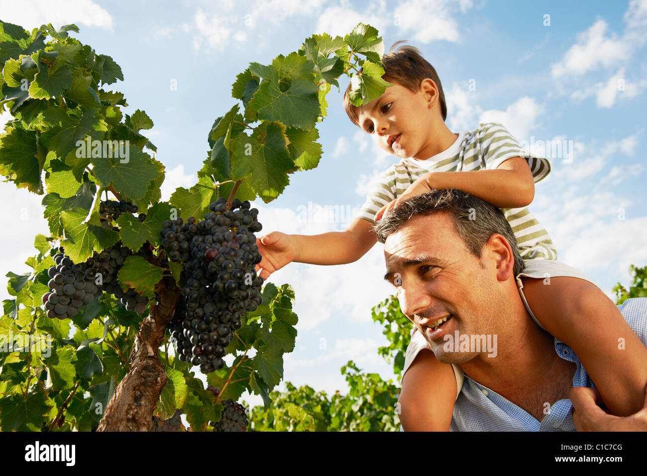 Father and son looking at grapes Stock Photo