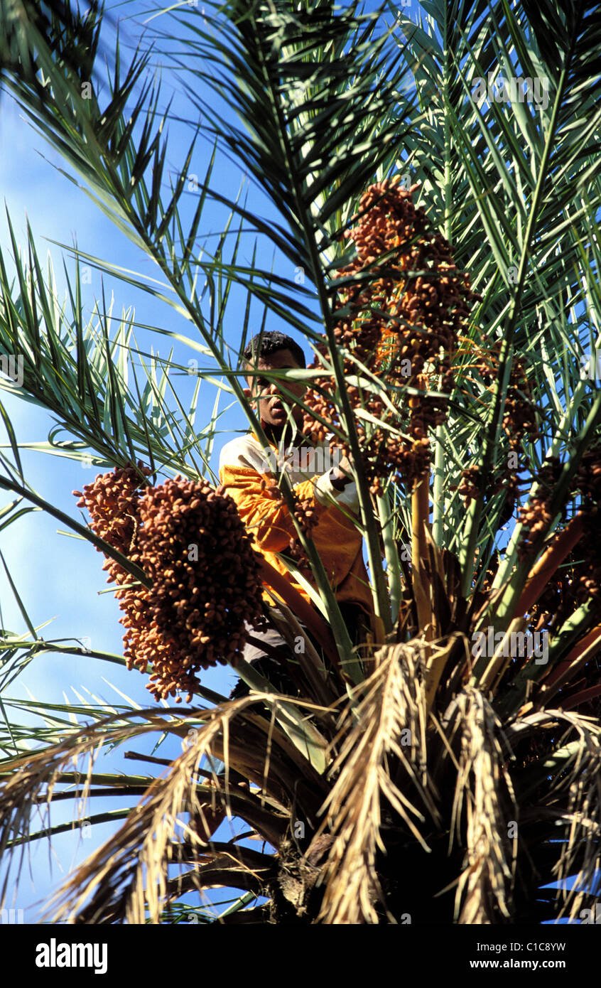 Tunisia, Southern Tunisia, date Deglet Nour Stock Photo Alamy