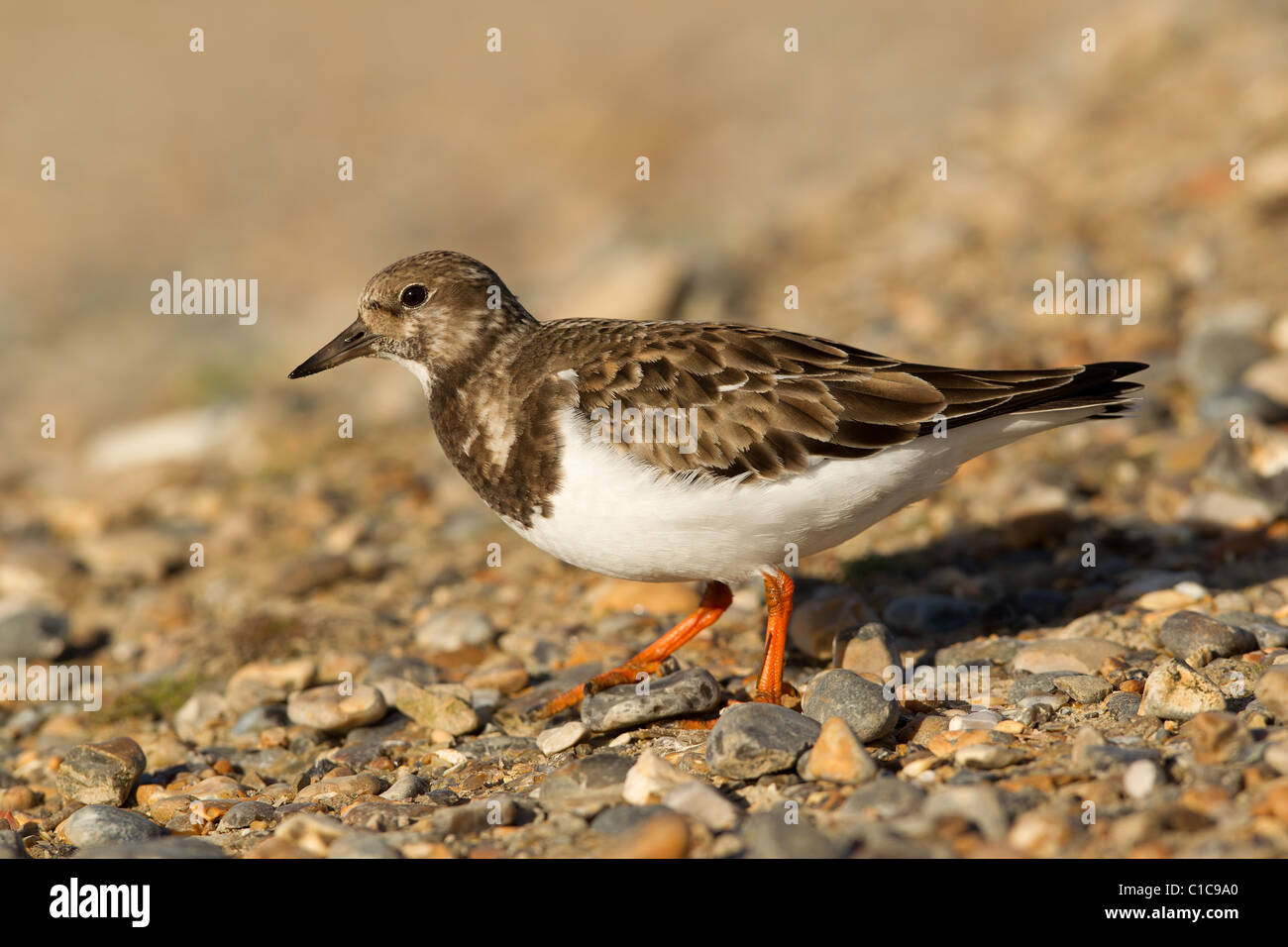 The Ruddy Turnstone (Arenaria interpres) is a small wading bird, one of two species of turnstone in the genus Arenaria. Stock Photo