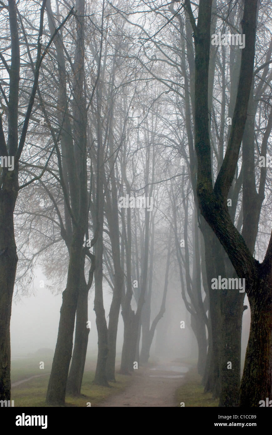 Park alley - fog sometimes accentuate trees grace Stock Photo - Alamy