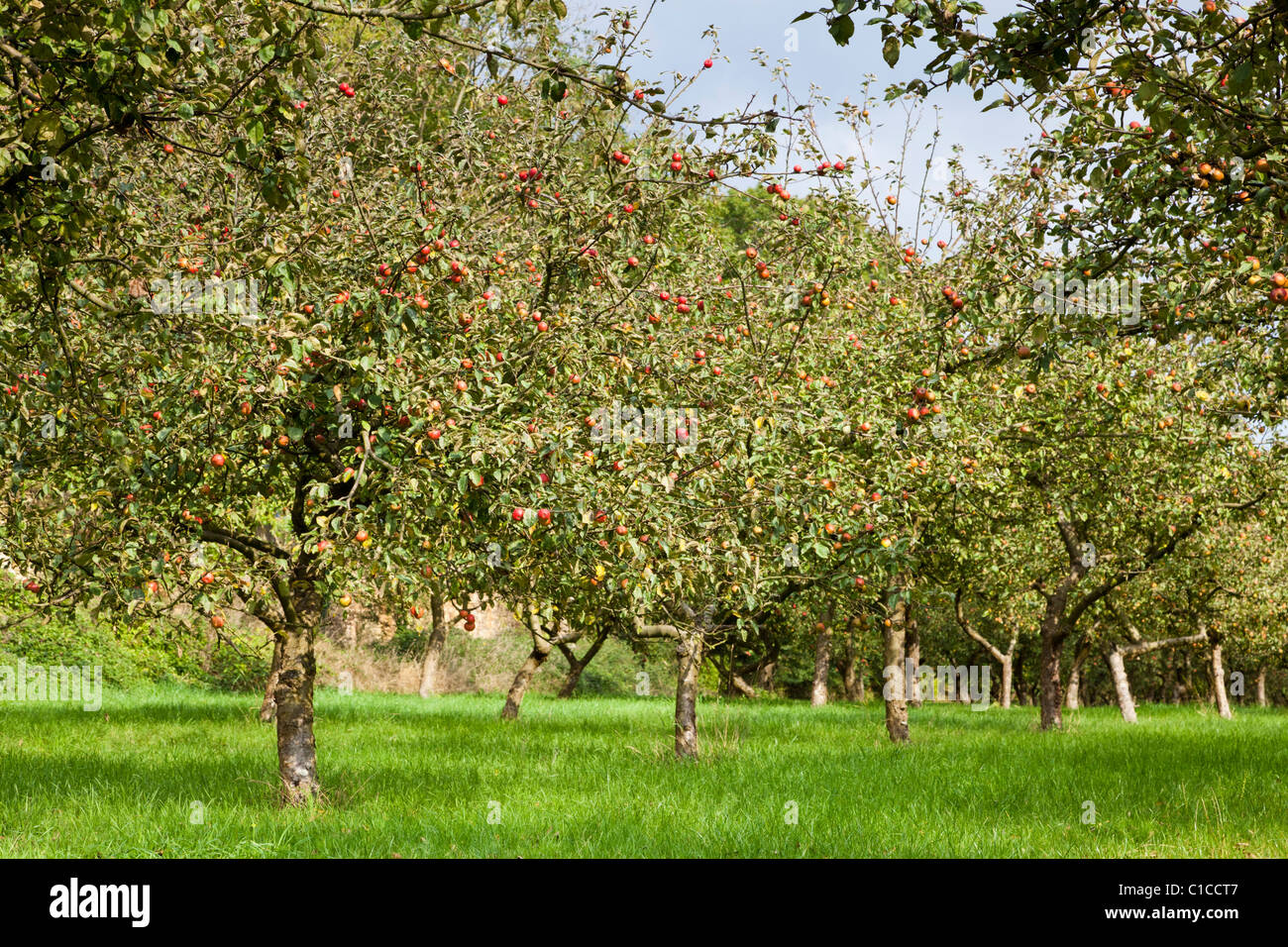 Apple tree orchard Stock Photo