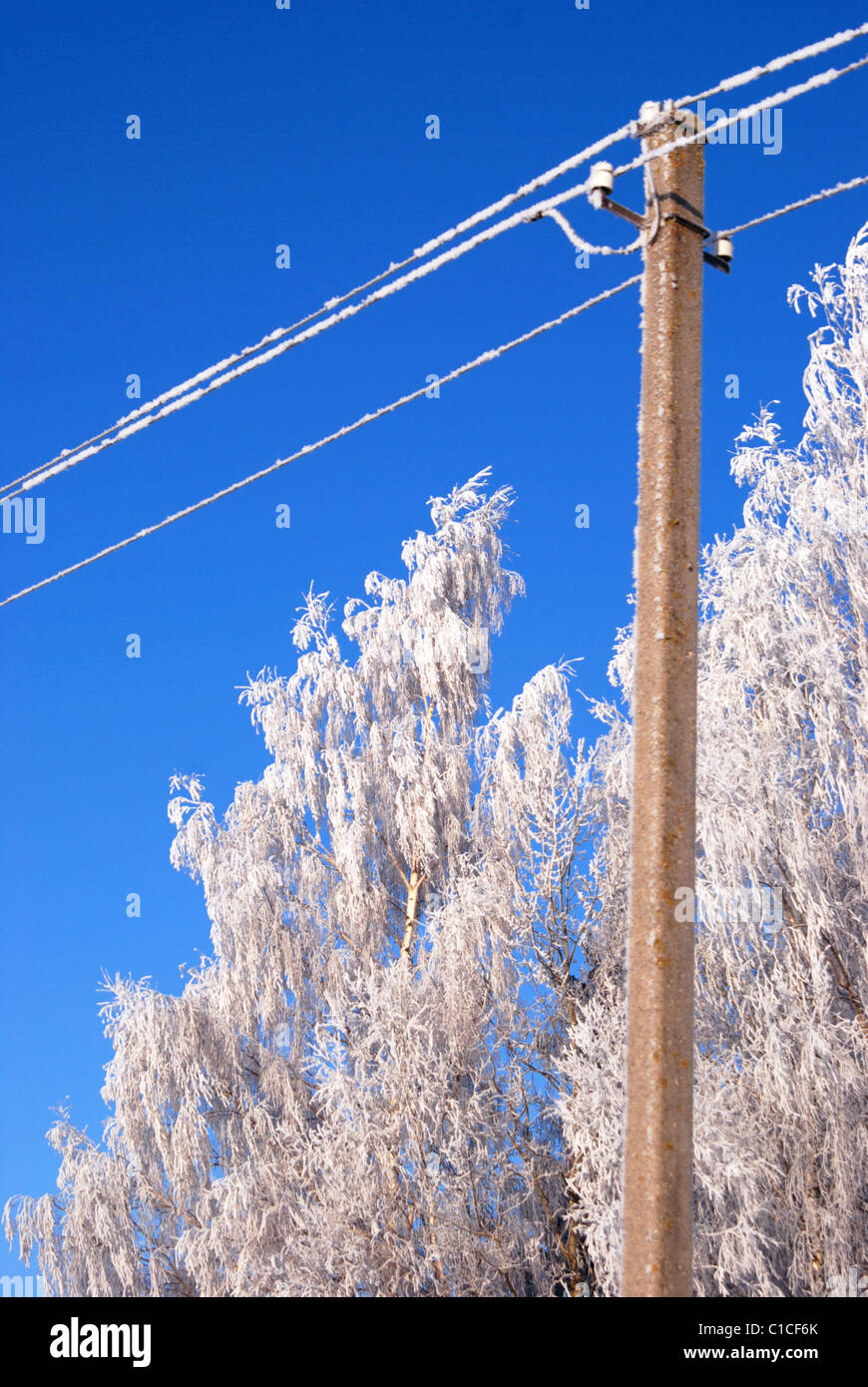 Frost crystals grows on electric lines and birches too. Stock Photo