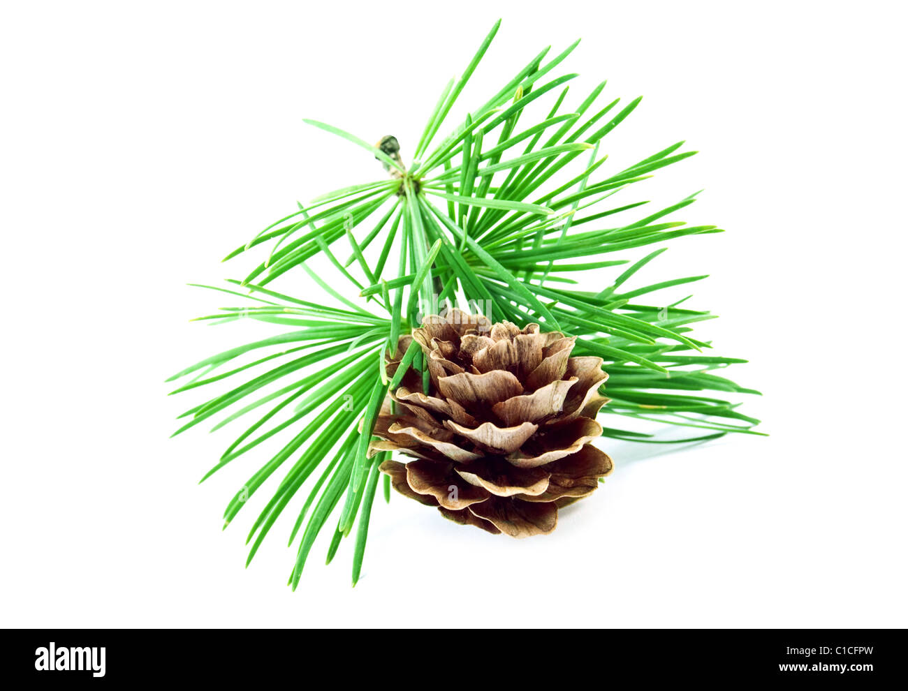 pine cone and needles Stock Photo Alamy