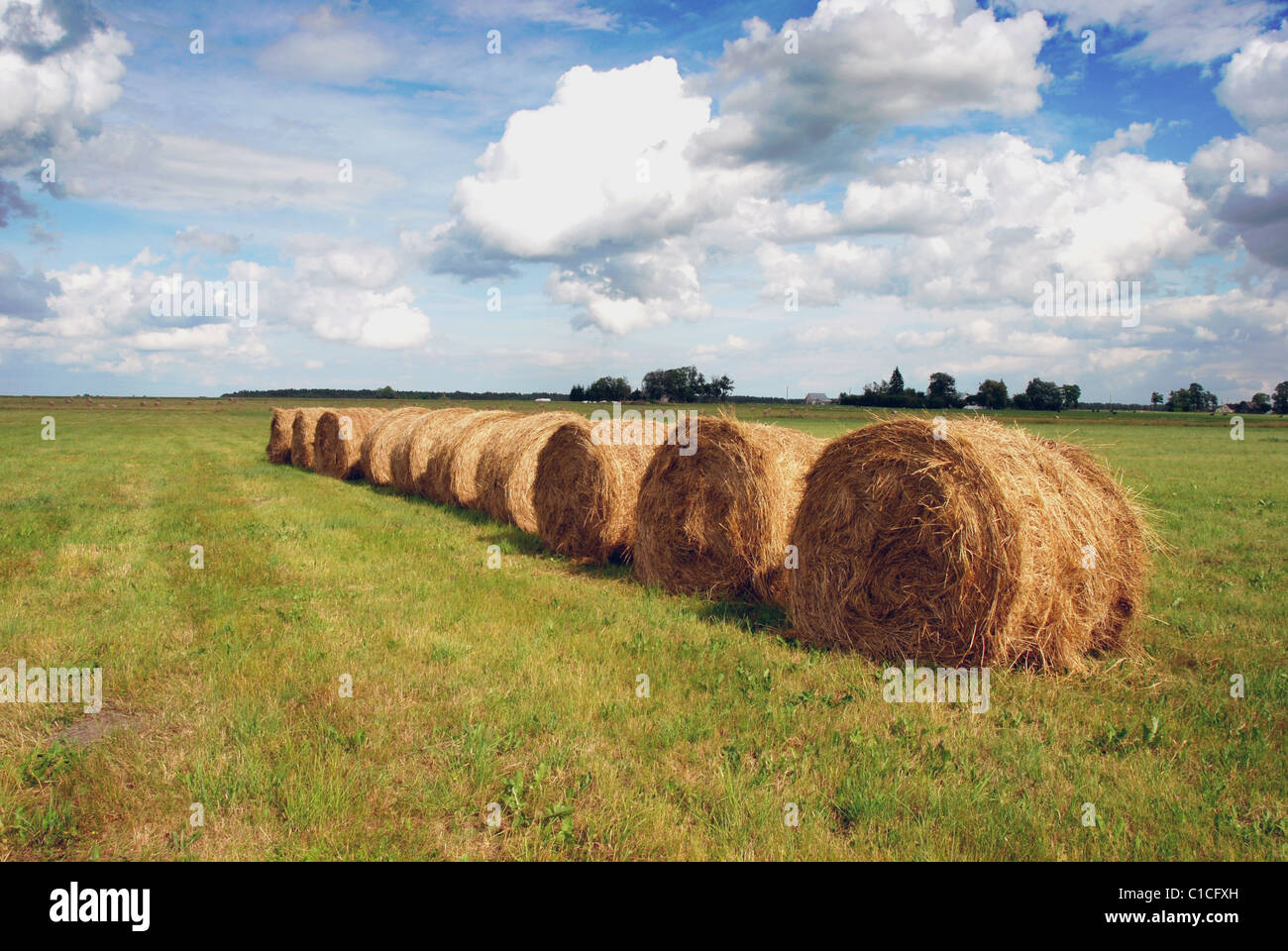 Fall Rye Straw Rye harvest month scenery with straw bales Stock Photo - Alamy