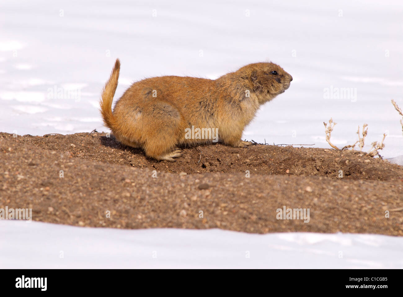 Black-tailed Prairie Dog (Cynomys ludovicianus) in winter, Aurora Colorado US. Stock Photo