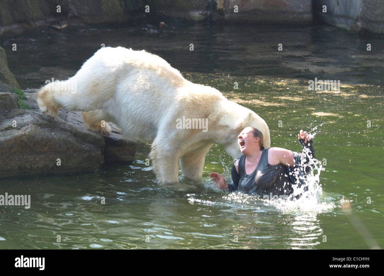 DERANGED WOMAN IN BEAR DRAMA These are the amazing scenes at a zoo on Friday (10Apr09), where a woman jumped into a polar bear Stock Photo