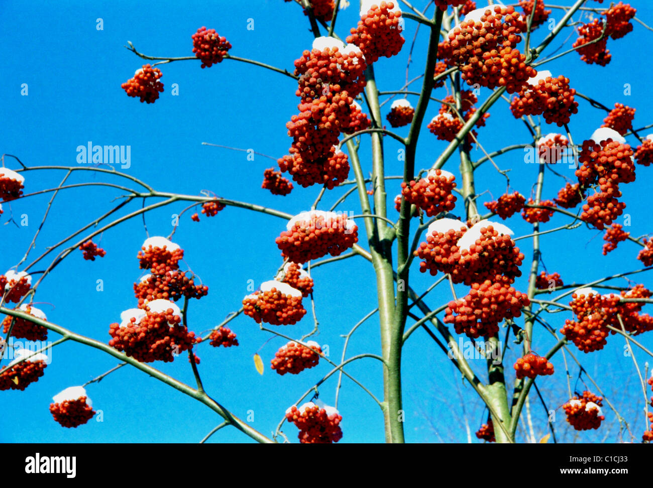 Rowan tree winter blue sky hi-res stock photography and images - Alamy