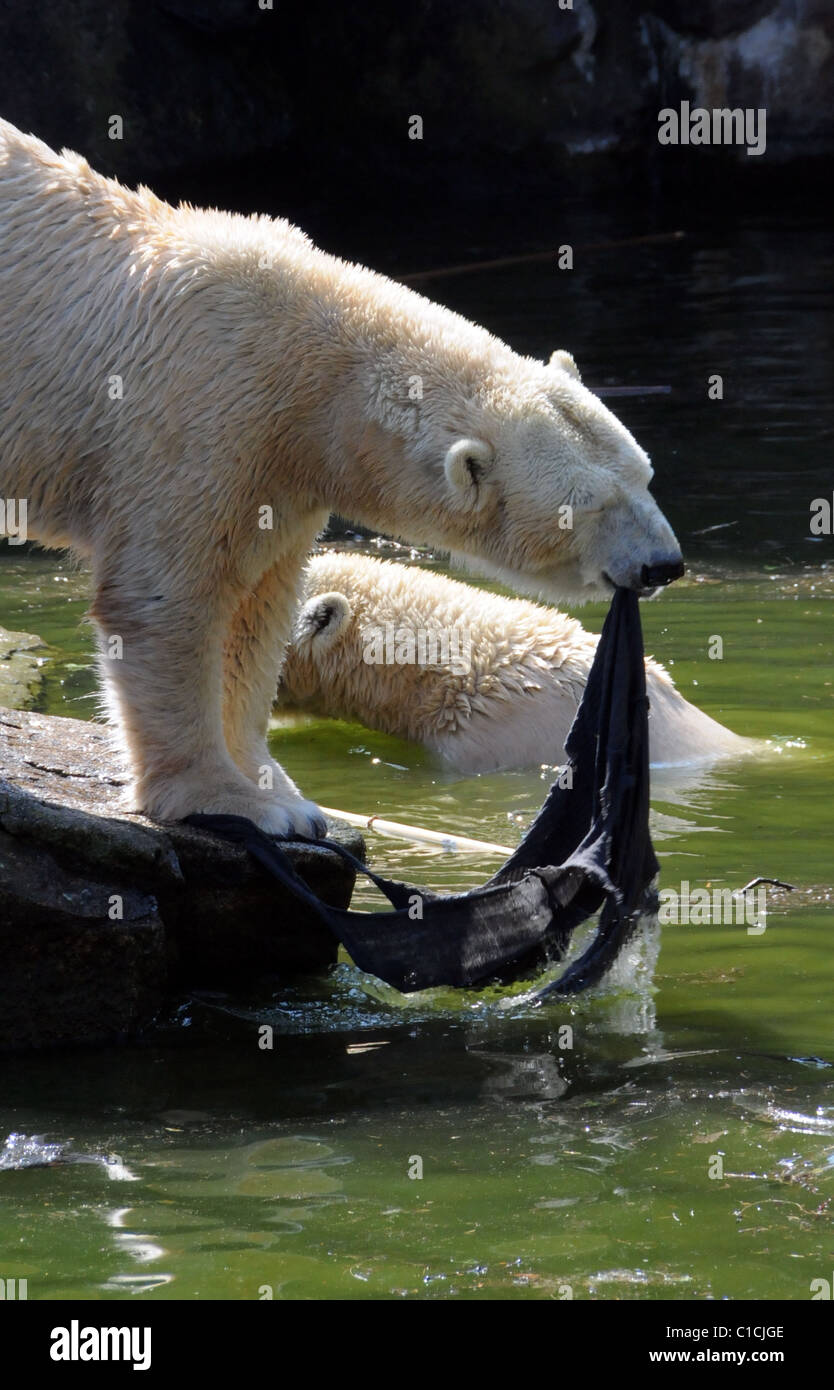 Polar bears with the cardigan of the deranged lady who jumped into the