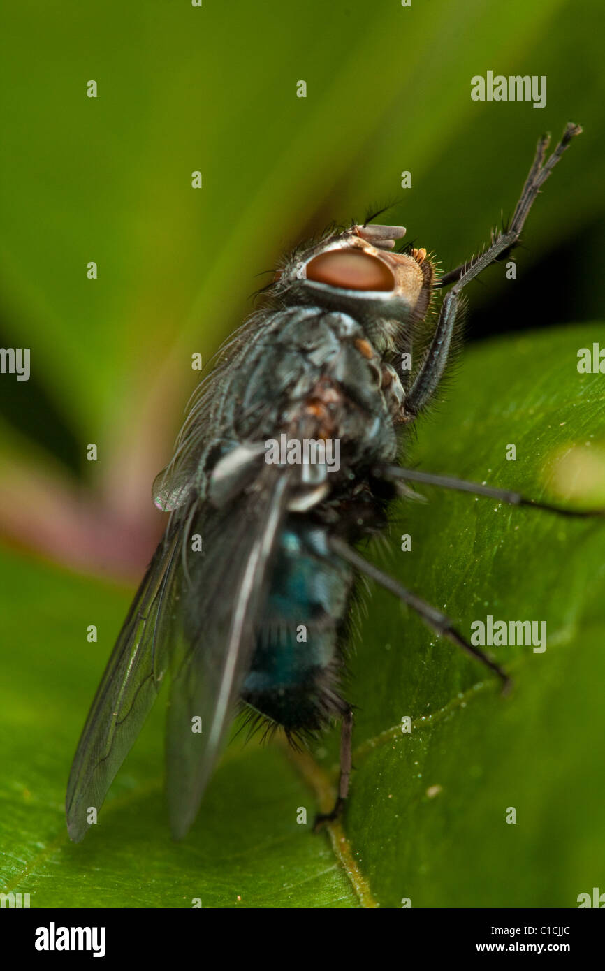 Fly on green leaf in nature close up Stock Photo - Alamy