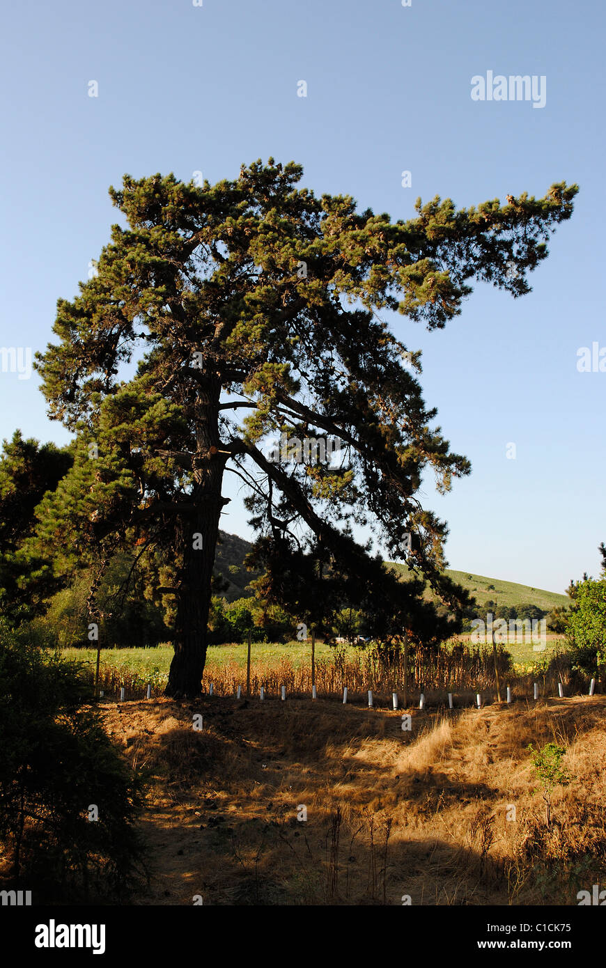 Pine tree with light of dusk and the blue sky background Stock Photo ...