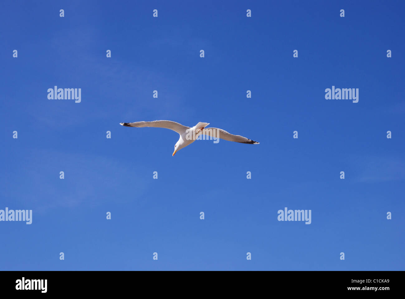 White seagull flying in the blue sky Stock Photo - Alamy