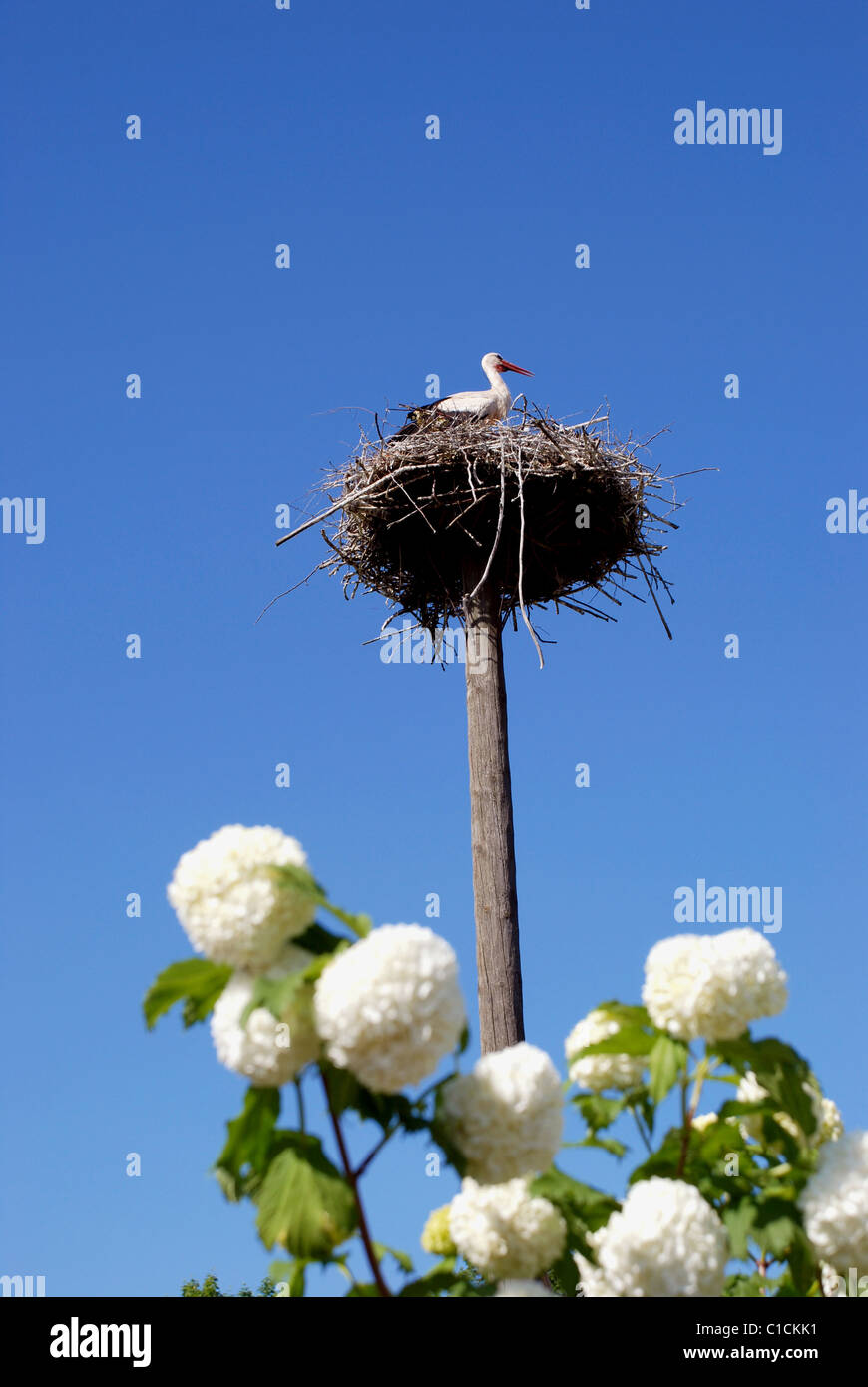 Baby stork in the nest on a pole, and putin's rings Stock Photo