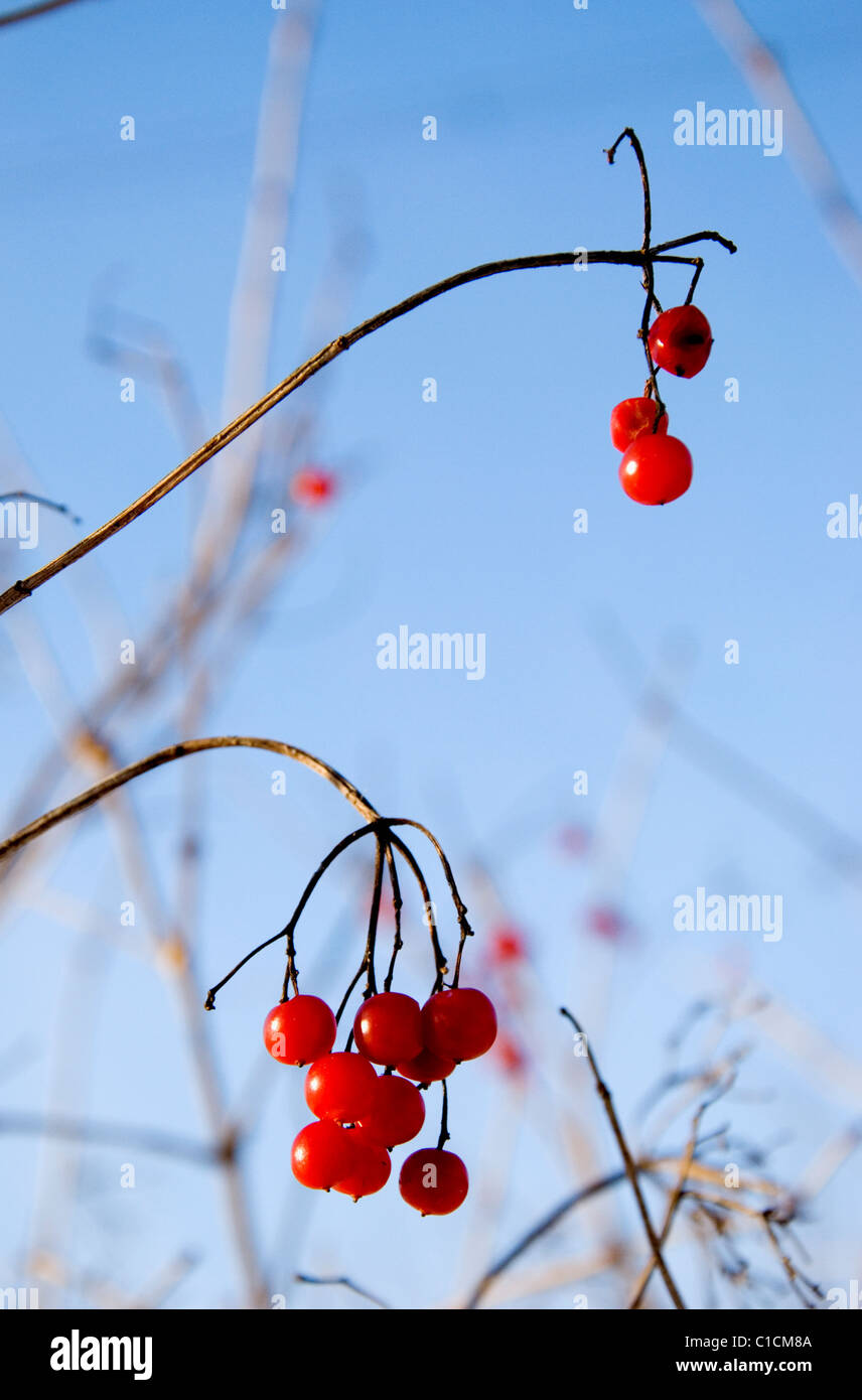 Closeup of red viburnum berries in winter sky Stock Photo