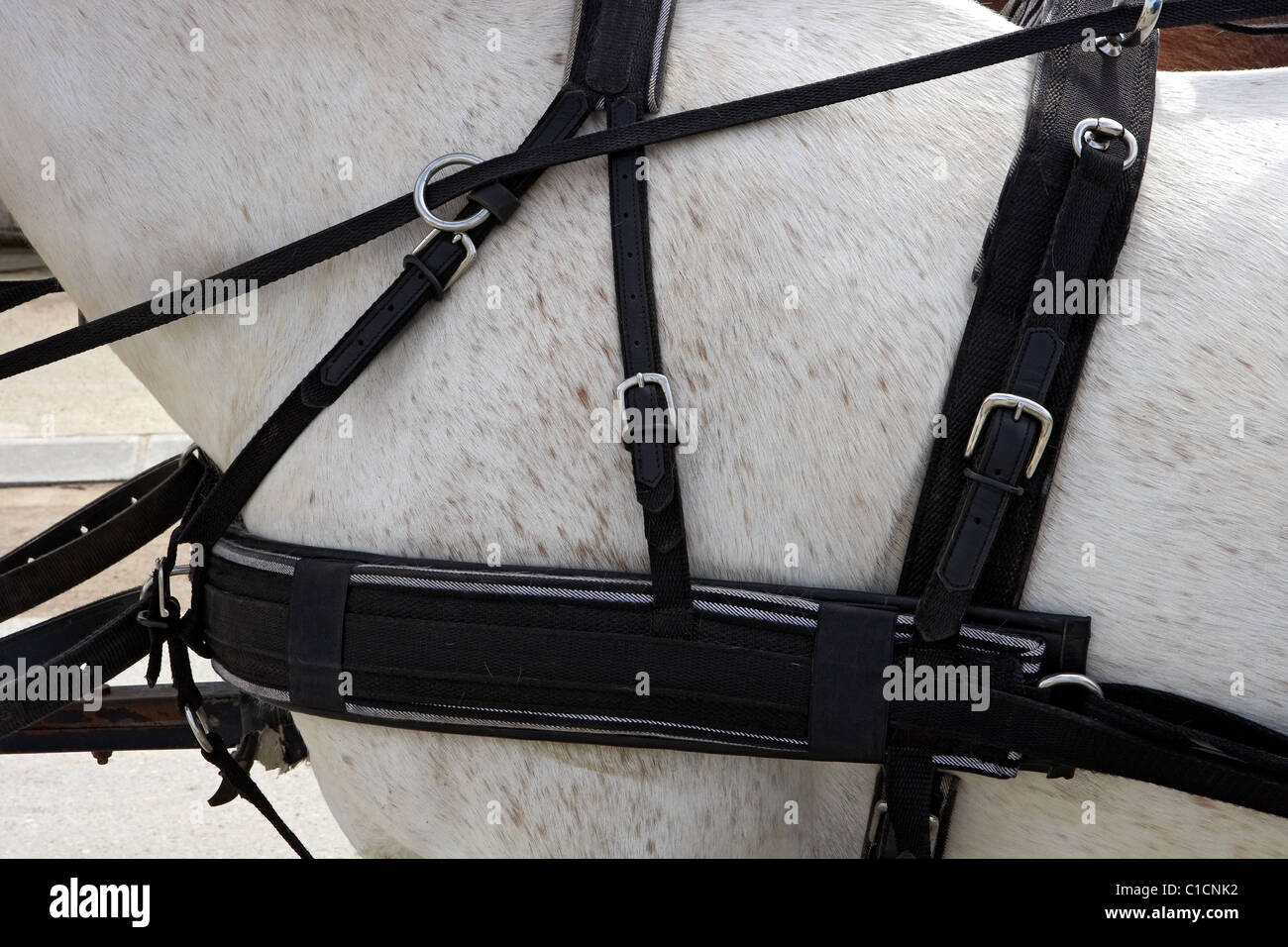 Straps in a Horse Stock Photo Alamy