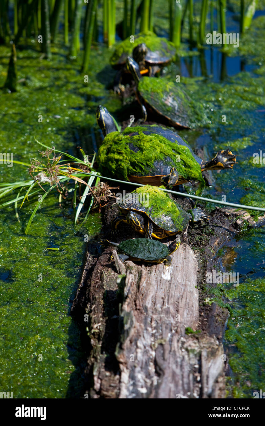 Cooter turtles, Florida Stock Photo