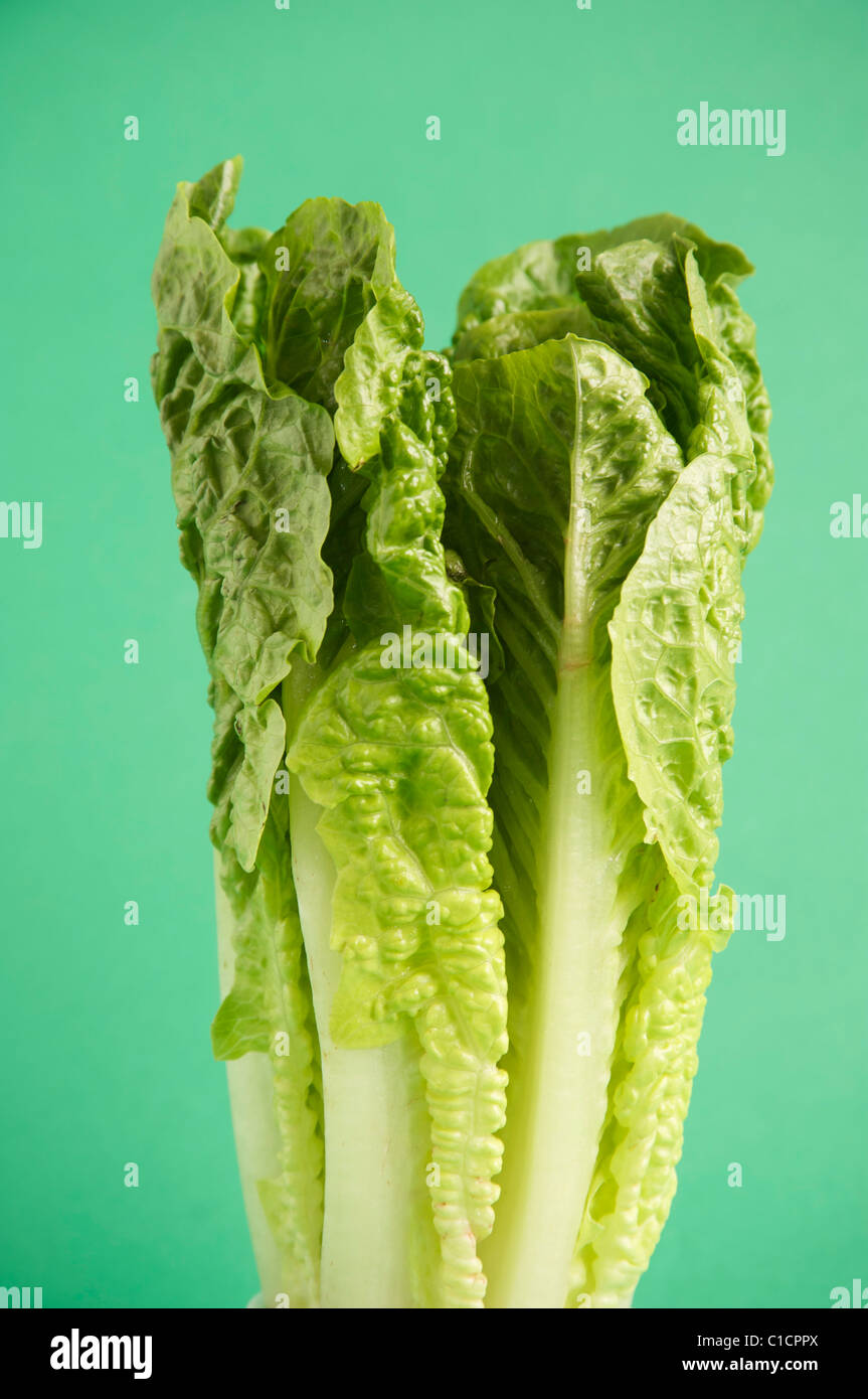 Romaine Lettuce on a wooden kitchen table, lit with a large light source from the right. Stock Photo