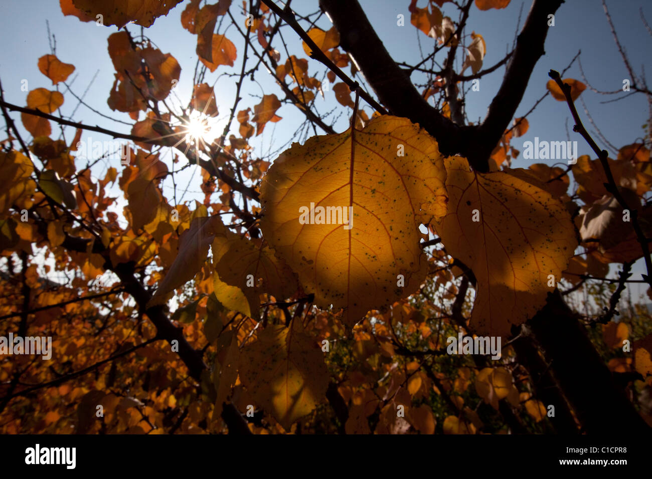 Yellow leaves willow hi-res stock photography and images - Alamy