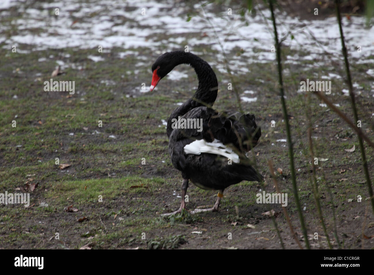 Sammenbrud Sorg materiale Swan Paris High Resolution Stock Photography and Images - Alamy