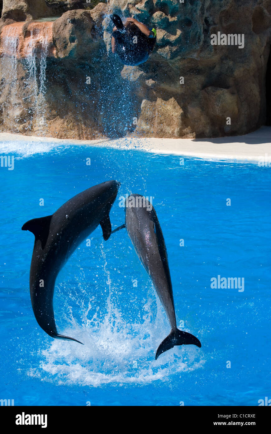 Jumping dolphins Stock Photo