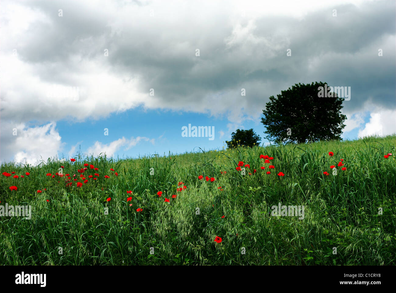 Summer stormy clouds over field with red poppy flowers Stock Photo