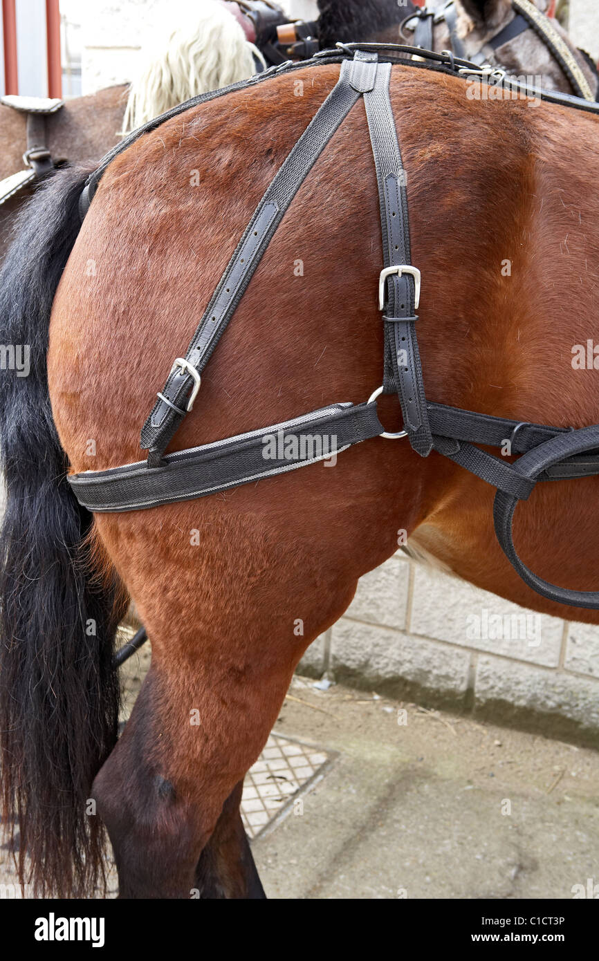 Straps High Resolution Stock Photography and Images Alamy