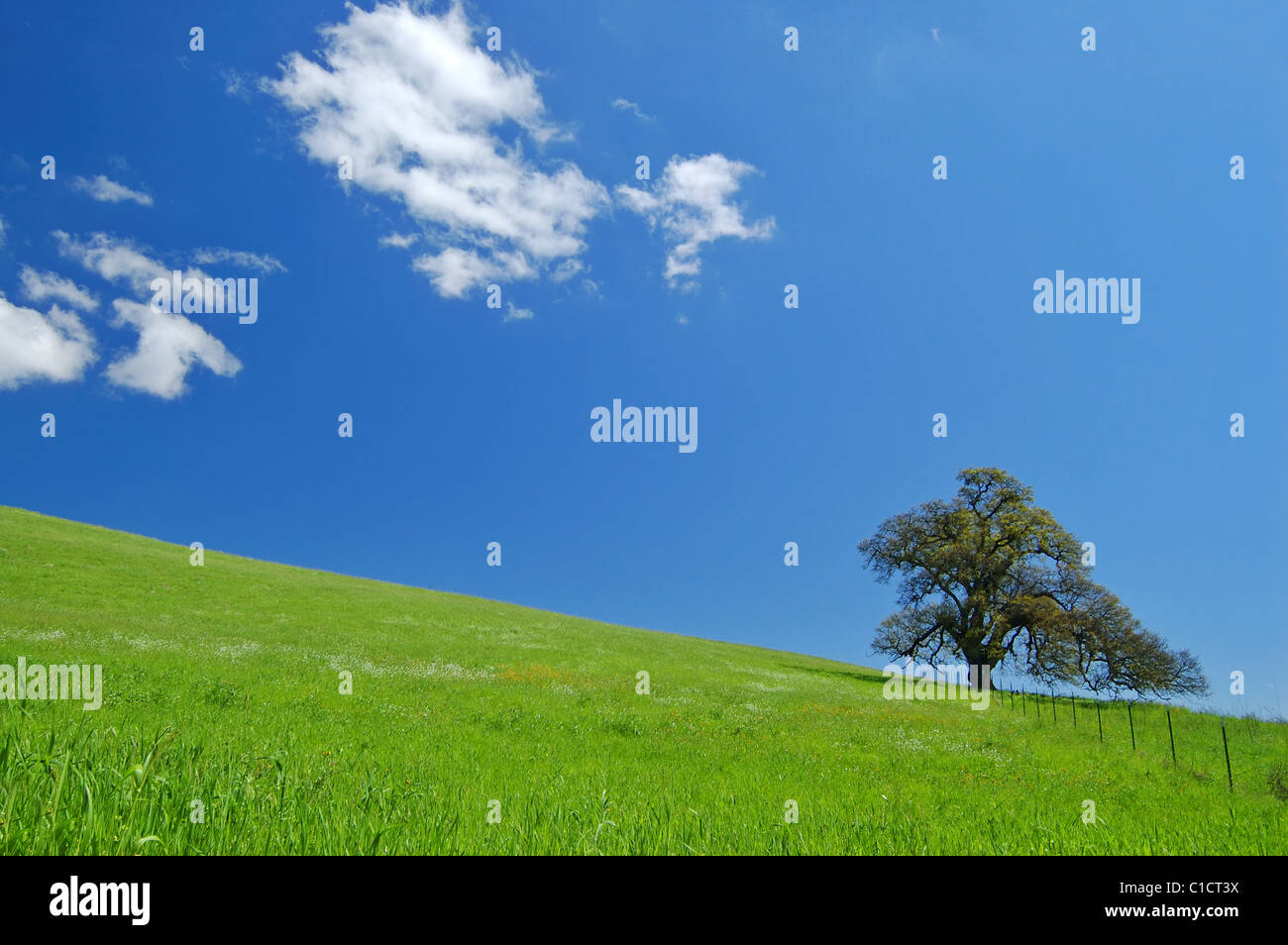 tree in a spring meadow Stock Photo - Alamy