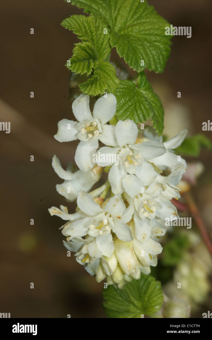 Ribes 'White Icicle' Stock Photo