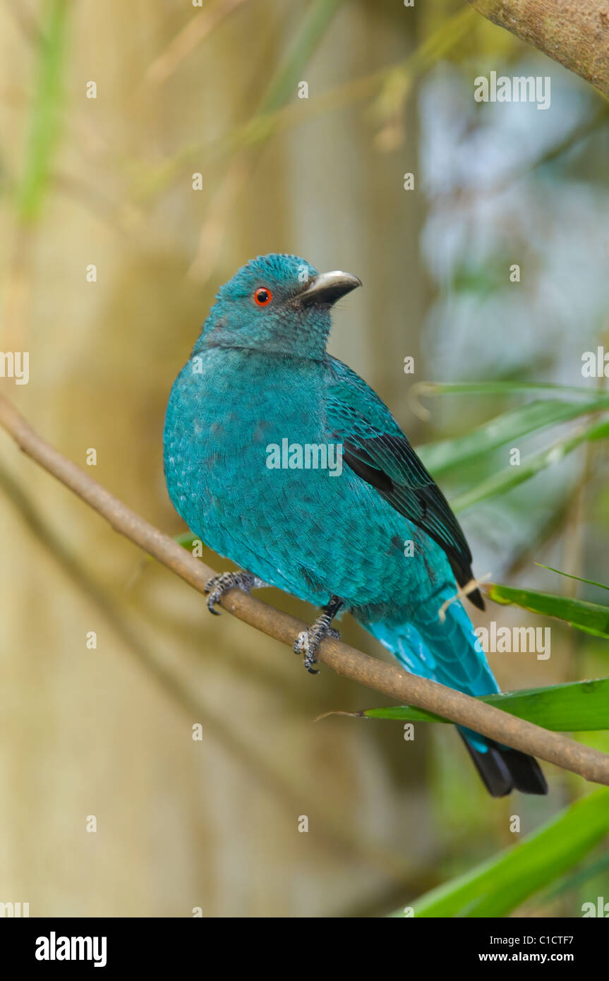 Asian fairy-bluebird Female Irena puella Captive Stock Photo