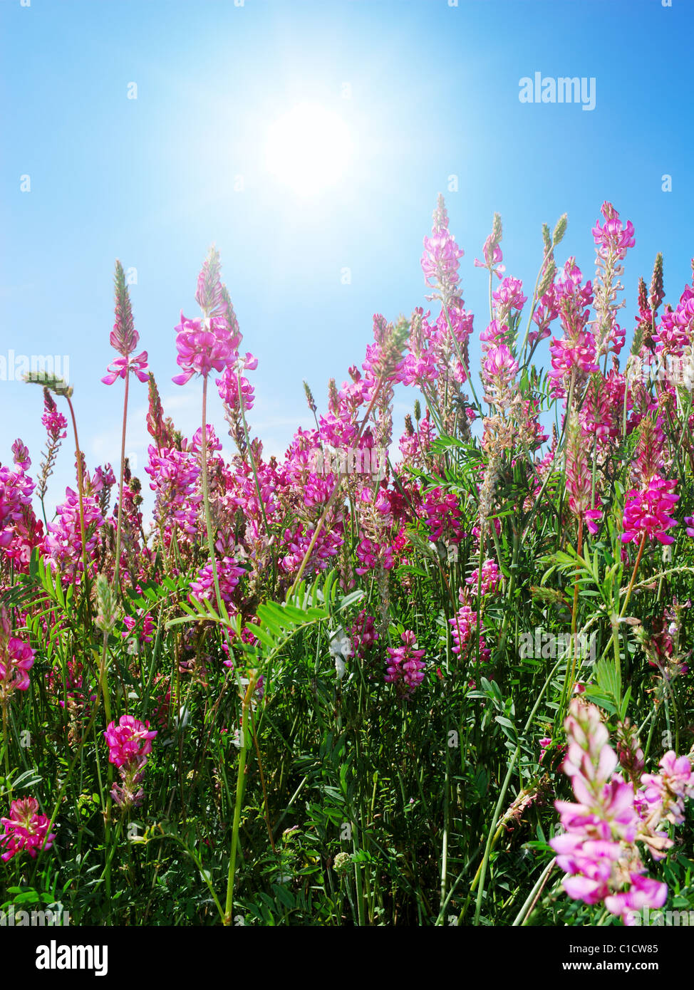 Pink flowers in a meadow with bright sun shining above Stock Photo