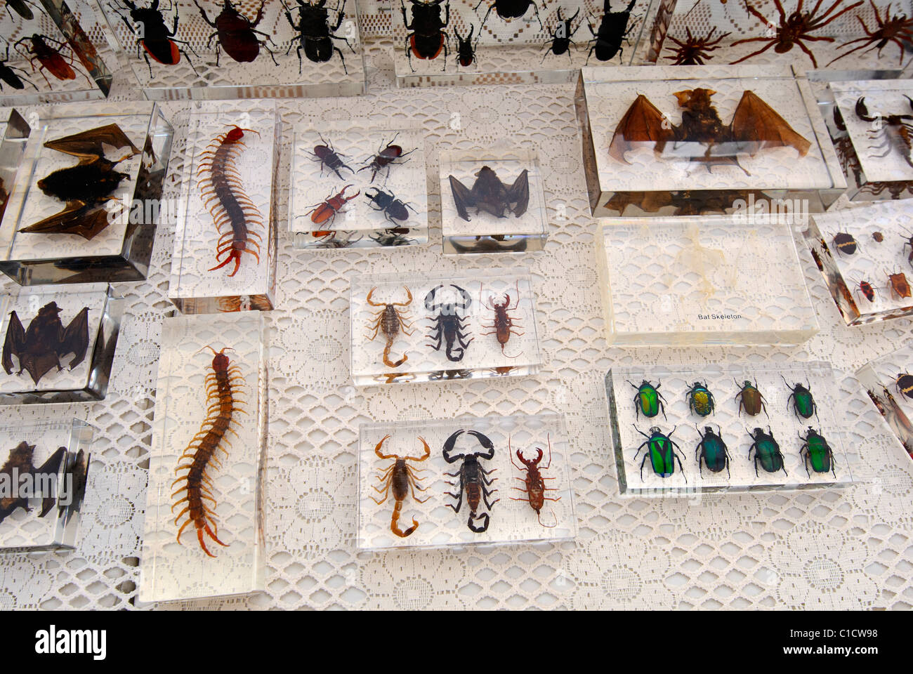 Real Bugs tent sells real insects and bugs in clear resin in many forms including jewelery and decorations. Stock Photo