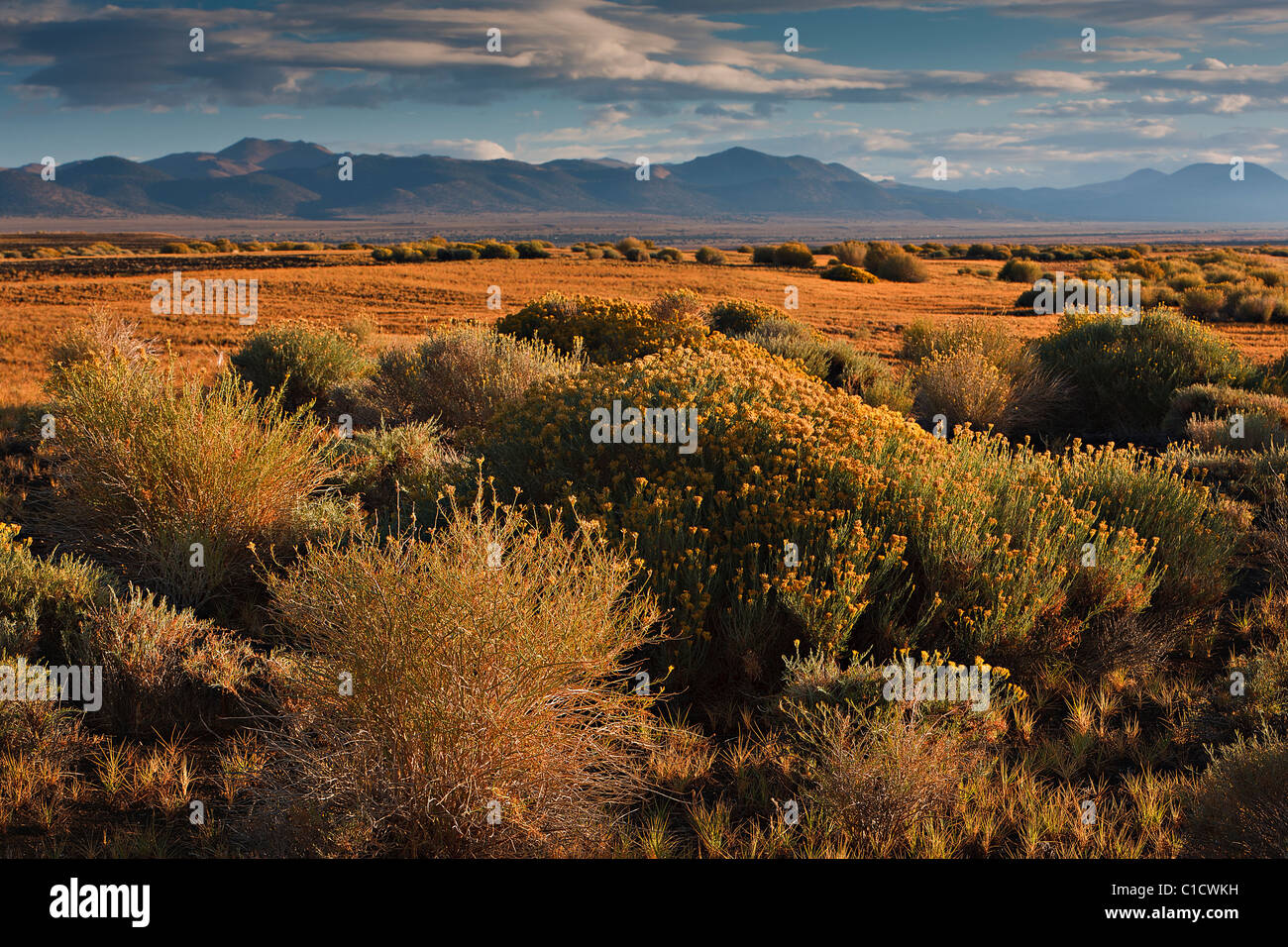High desert near Mono Lake at first light. Stock Photo