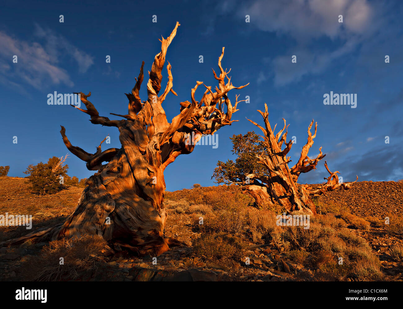 Bristlecone Pines, Schulman Grove, White Mountains, California. Stock Photo
