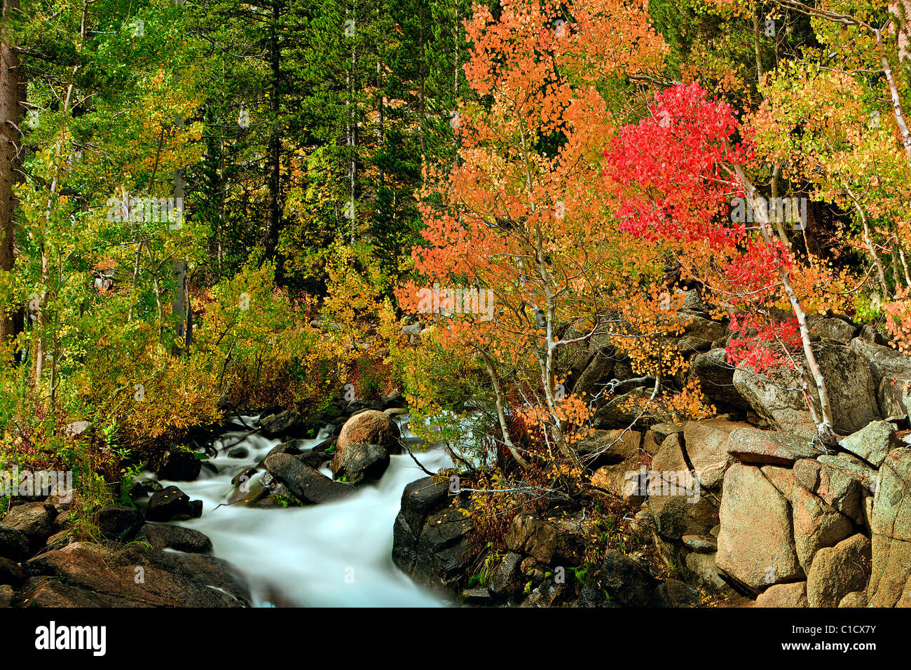 Mountain stream and fall color, eastern-Sierra, California, USA Stock ...