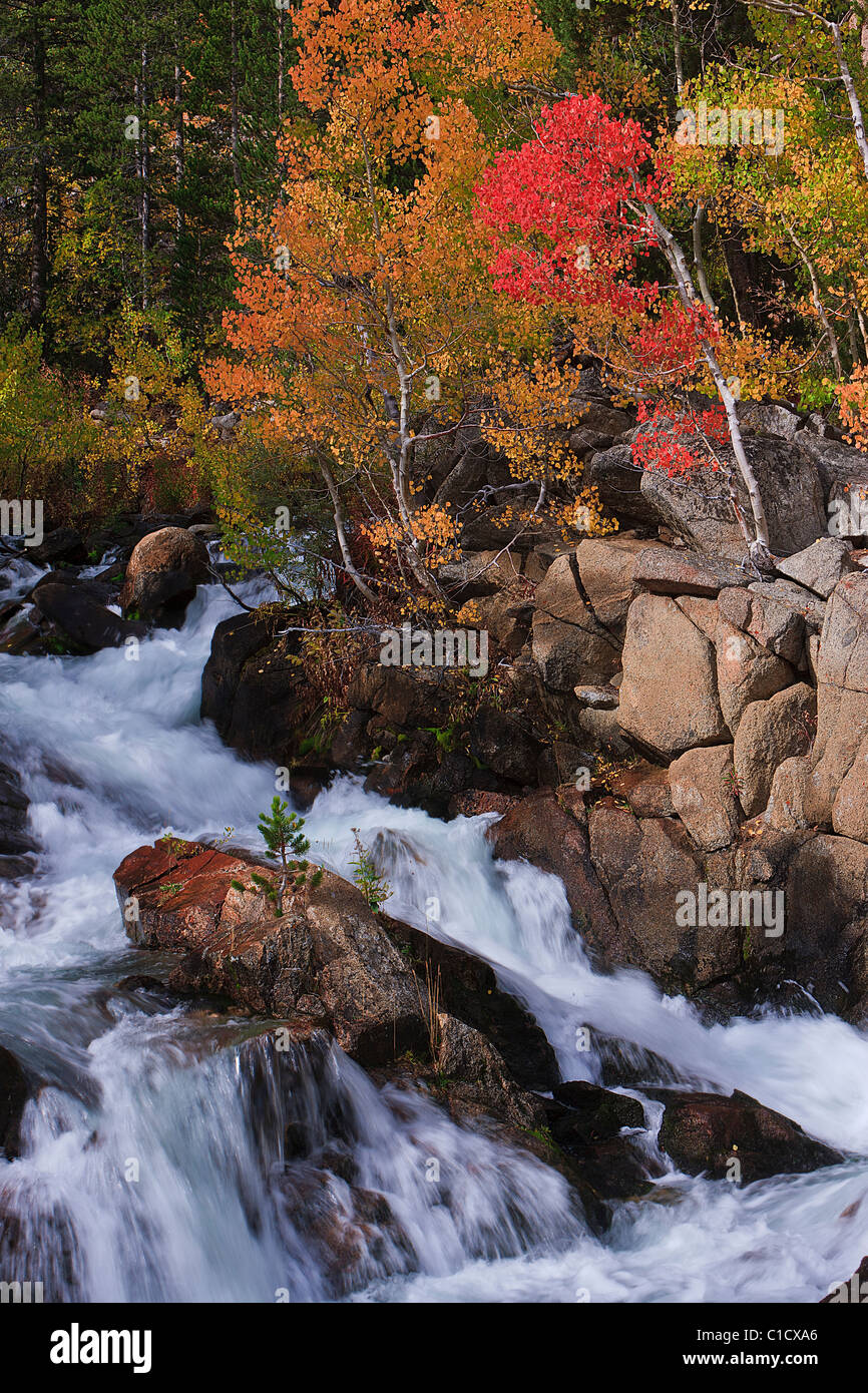 A lone red aspen grows along the middle fork of Bishop Creek in Bishop Canyon, California, USA. Stock Photo