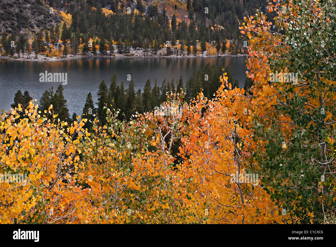 Fall color at Lundy Lake, Eastern Sierra, California, USA. Stock Photo