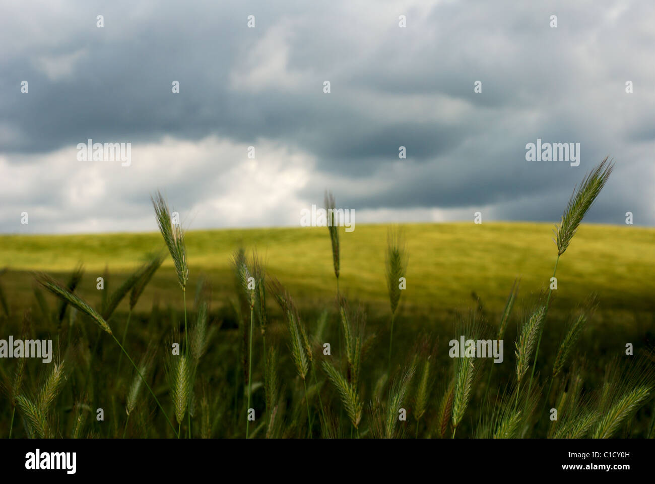 Wheat stems standing up against stormy sky Stock Photo