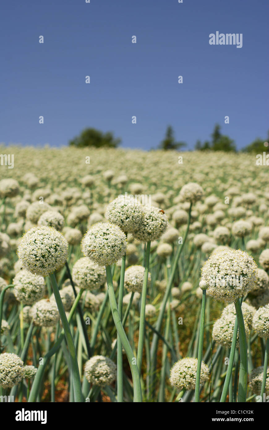 Onion flowers hires stock photography and images Alamy