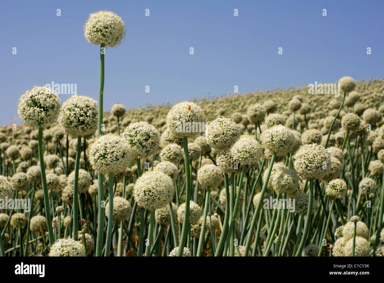 Spherical white onion flowers in a field Stock Photo Alamy