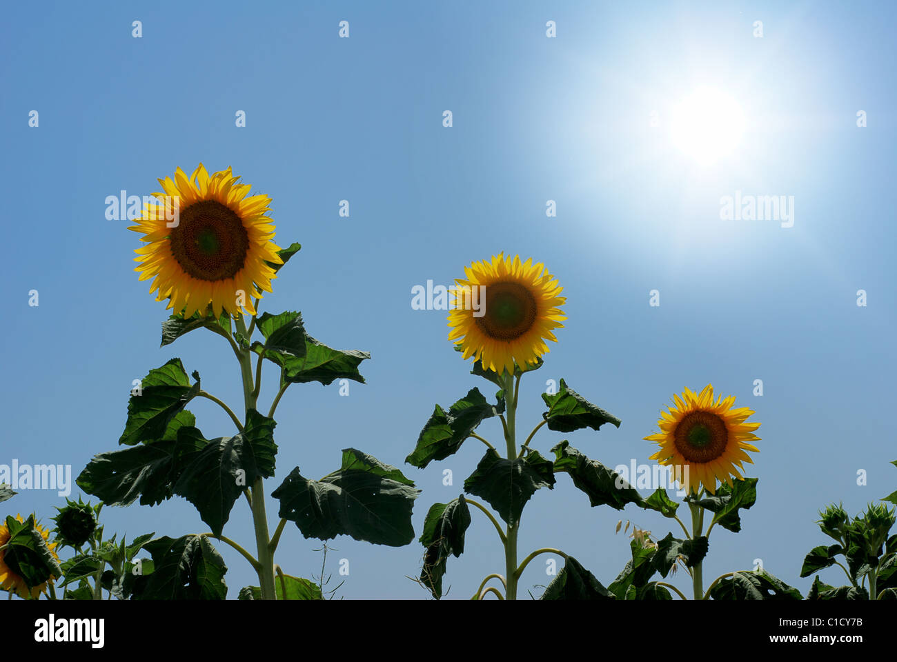 Bright sun over a line of sunflowers in a field Stock Photo