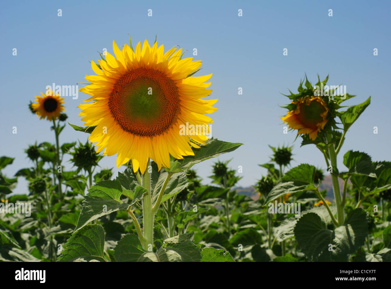 Sunflowers in a field Stock Photo - Alamy