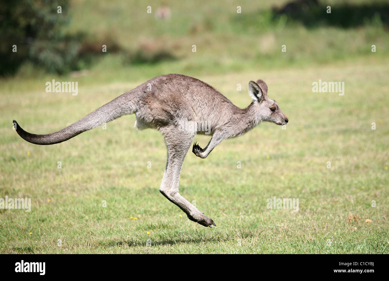 A joey (baby) kangaroo (macropus giganteus) hops across a field. Stock Photo