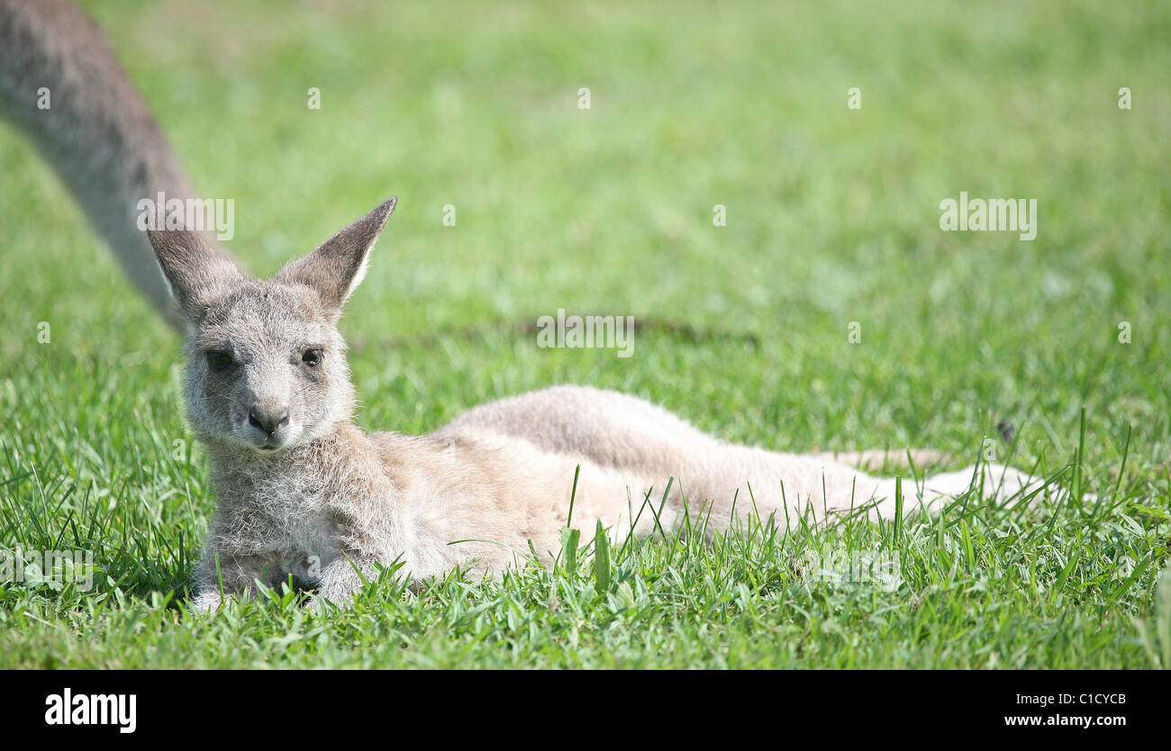 A baby eastern grey kangaroo (macropus giganteus) relaxes on the grass at the Tidbinbilla Nature Reserve. Stock Photo