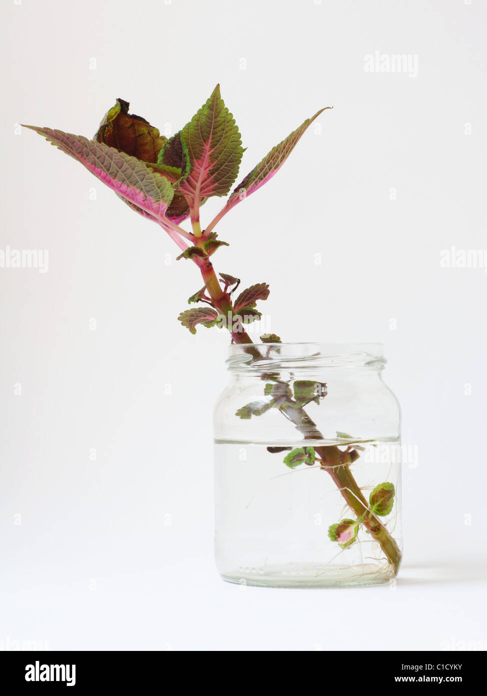 Growth of new life concept Stock Photo
