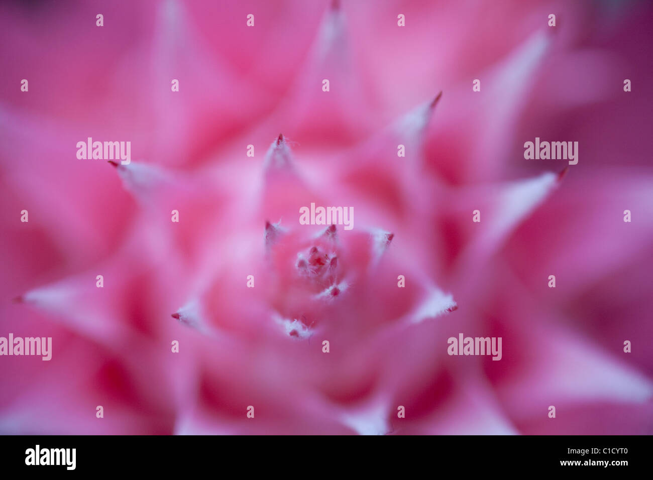 Abstract Macro of a Pink Bromeliad Flower Stock Photo