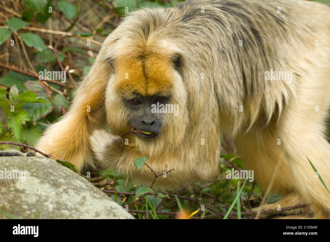 Female Black and Gold Howler Monkey (Alouatta curaya Stock Photo - Alamy